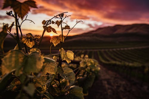 A guide to Colorado Wines